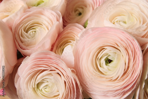 Background of flowers, Ranunculus asiaticus, Persian buttercup, pale pink and white. copy Space.