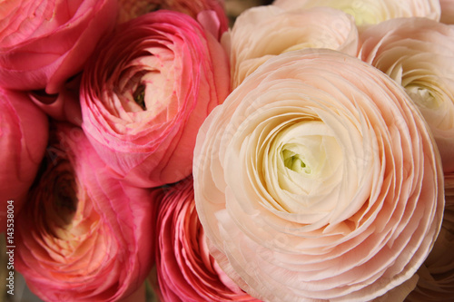 Background of flowers, Ranunculus asiaticus, Persian buttercup, pale pink and white. copy Space. © oleh91