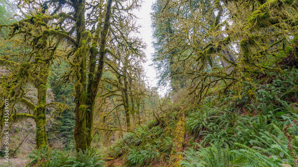 Fototapeta premium A path in the fairy green forest. The sun's rays fall through the branches. Redwood national and state parks. California, USA