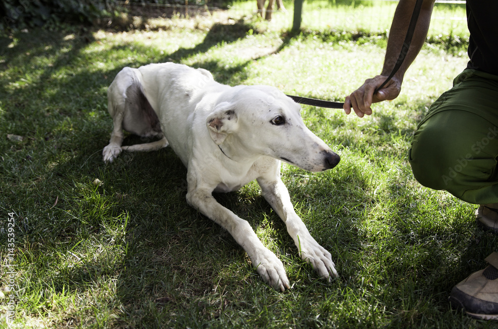 Greyhound white garden Greyhound white garden