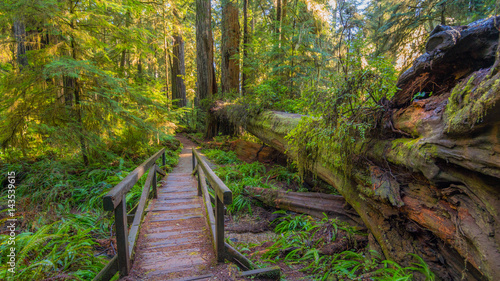 A path in the fairy green forest. The sun's rays fall through the branches. Redwood national and state parks. California, USA