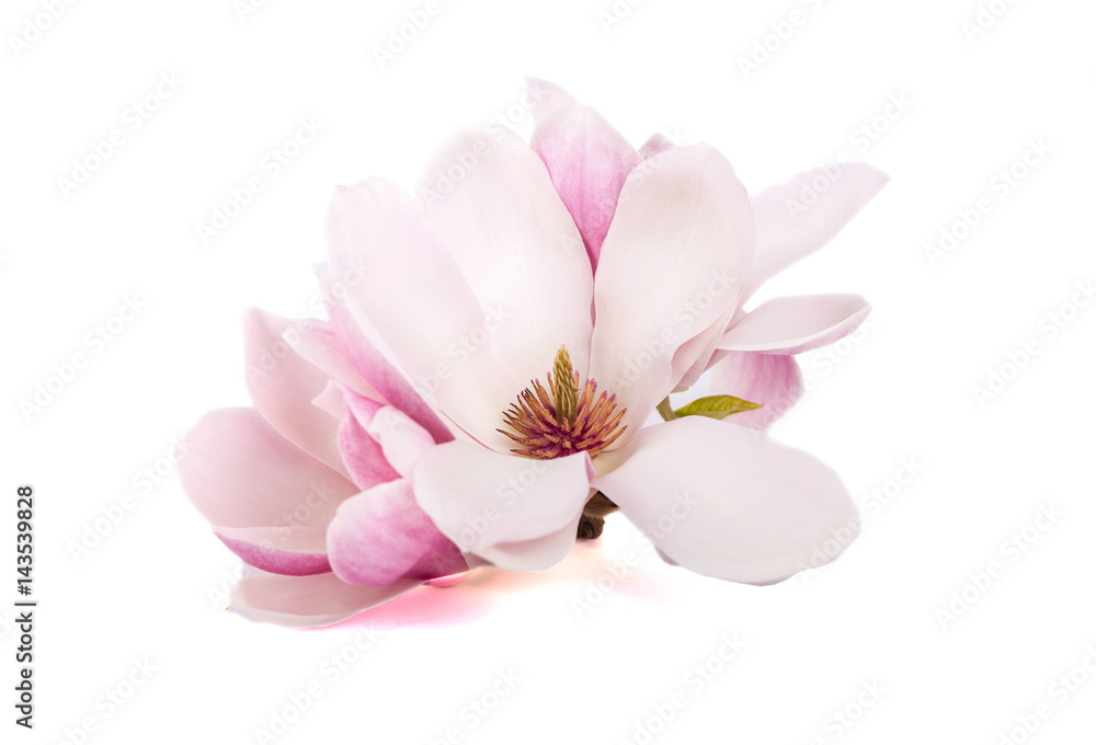 The pink magnolia flowers