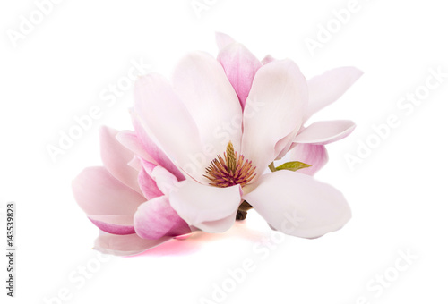 Obraz na plátně The pink magnolia flowers