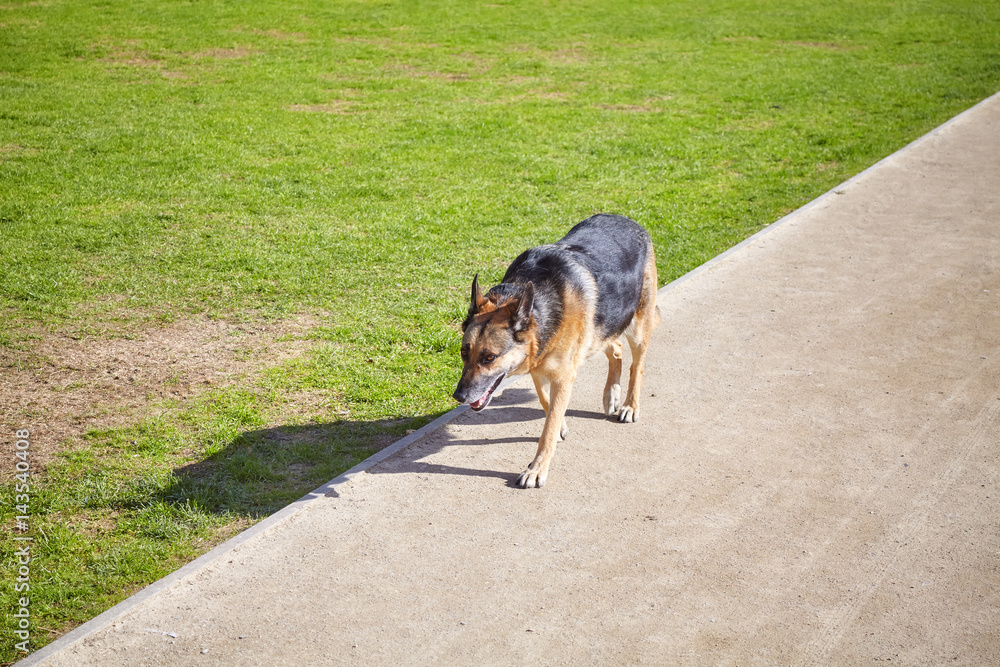 Unleashed dog walks alone on an empty park path.