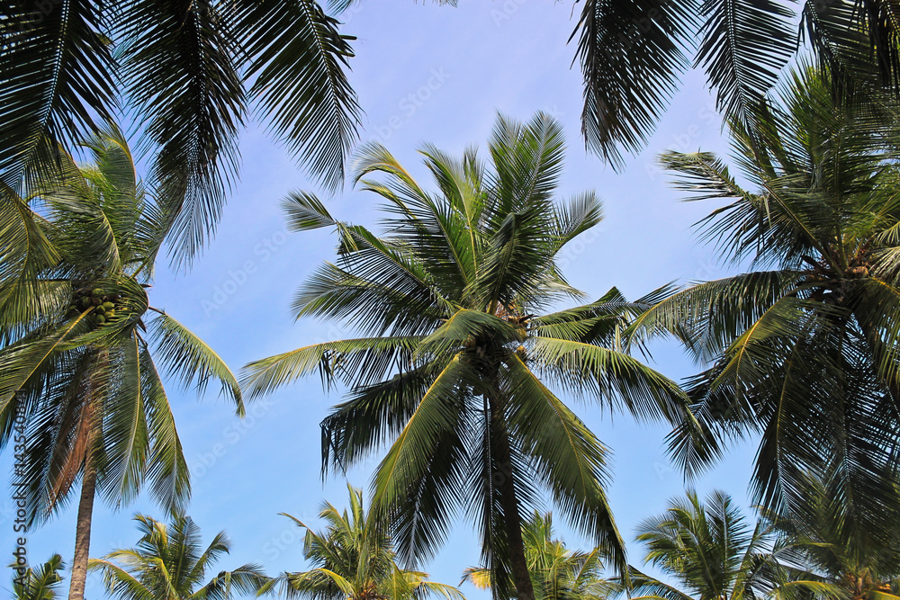Fototapeta premium Palm trees in Colombo, Sri Lanka, view from bottom