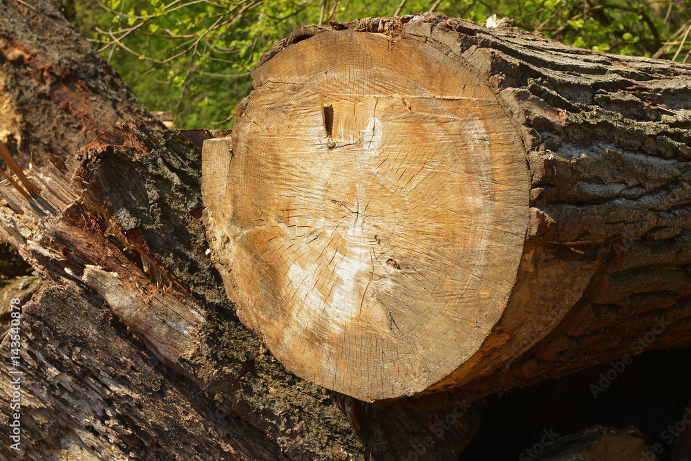 Cut the trees. Trees cut. Stacked tree trunks. Cut tree trunks. Wood. Wood ready for use. Raw wood. Wood Cut the trees. Trees cut. Stacked tree trunks. Cut tree trunks. Wood. Wood ready for use. Raw wood. Wood