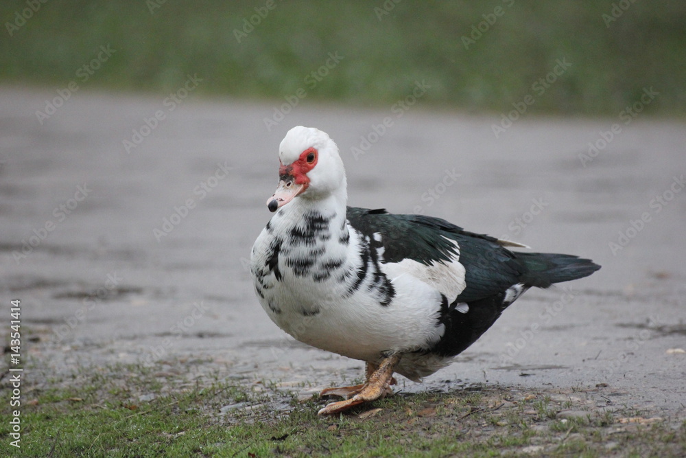 farmer duck on a walk after the rain a meadow pasture farmer duck on a walk after the rain a meadow pasture