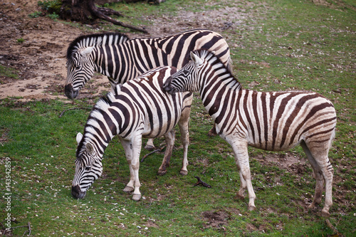 Three zebras grazing on pasture
