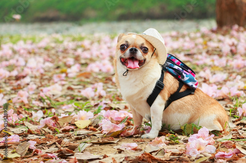 Chihuahua dog wear hat with travel backpack travel in flower garden.