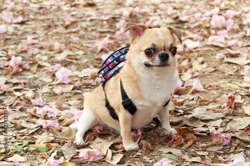 Chihuahua dog with travel backpack travel in flower garden.