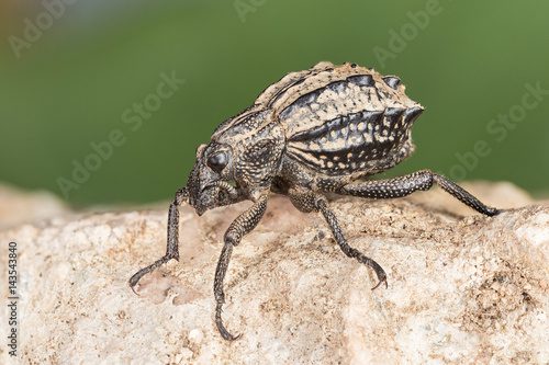 Onion weevil on a stone photo