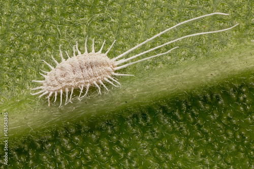 A parasitic insect, a Cochineal on a leaf