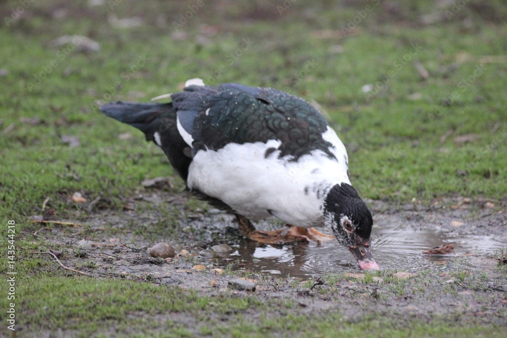 Fototapeta premium farmer duck on a walk