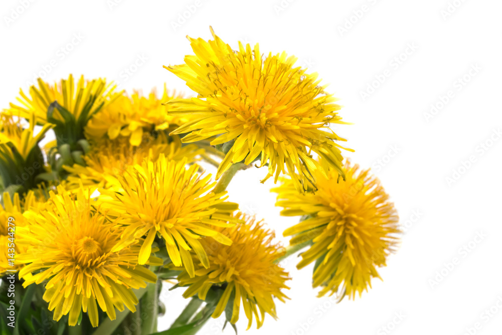 Simple bouquet of yellow spring dandelions close Simple bouquet of yellow spring dandelions close