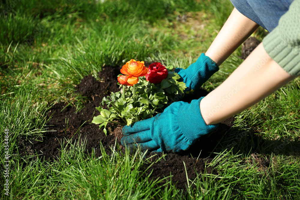 Fototapeta premium Woman planting flowers in garden on sunny day