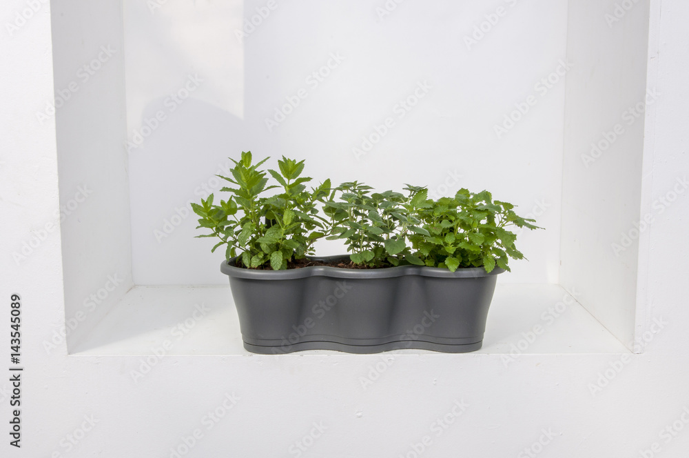 Kräuter Gemüse Balkon Terrasse Urban gardening Kräuter Gemüse Balkon Terrasse Urban gardening