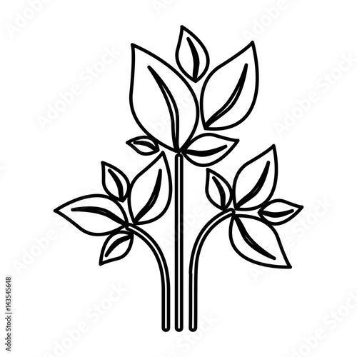 silhouette of plant with branch and leafs vector illustration