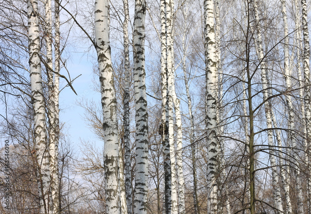 Trunks of birch trees against blue sky, birch forest in sunlight in spring, birch trees in bright sunshine Trunks of birch trees against blue sky, birch forest in sunlight in spring, birch trees in bright sunshine