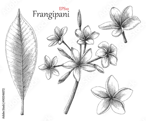 Frangipani hand drawing vintage style