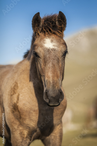 Close up portrait of the head of brown foal with white spot in front © nnerto