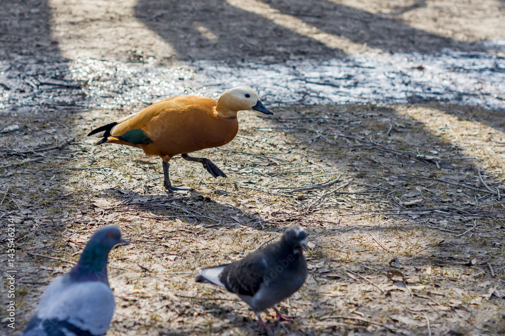 Fototapeta premium one duck and two pigeons is looking for a food on the ground