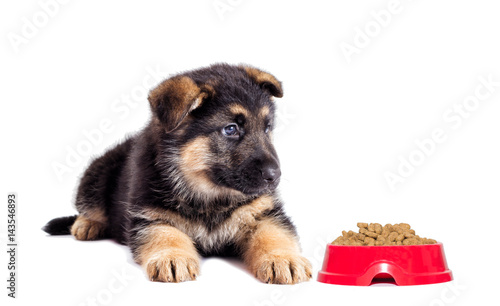 Puppy And feed