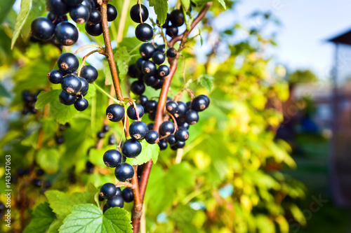 Ripe juicy blackcurrant on a branch in garden photo