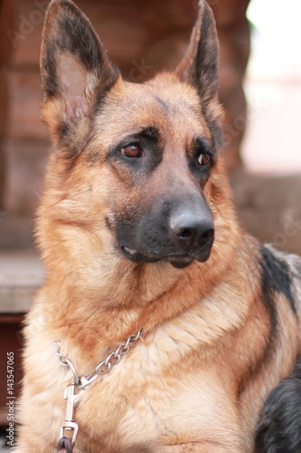 Portrait of a German Shepherd dog.