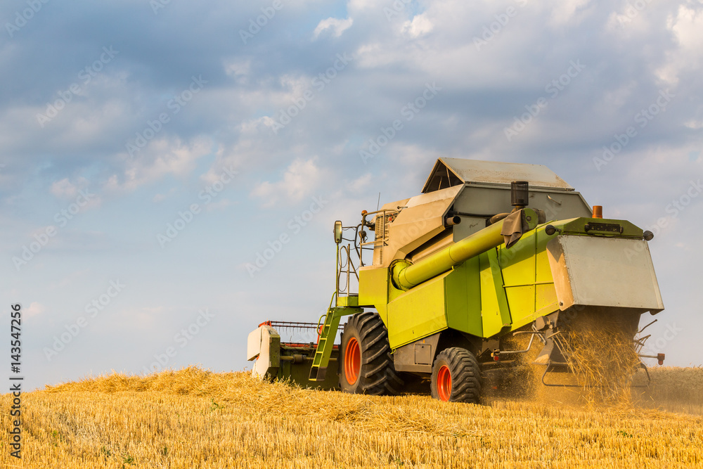 Obraz premium Combine harvester in action on wheat field. Harvesting is the process of gathering a ripe crop from the fields.