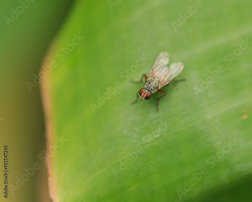 fly on banana leaf