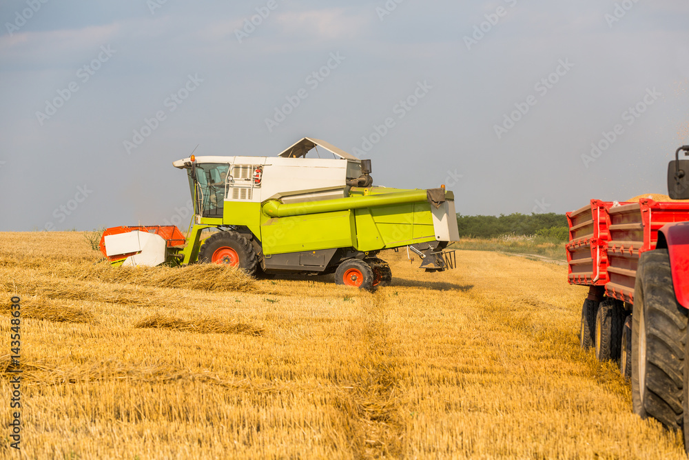 Fototapeta premium Combine harvester in action on wheat field. Harvesting is the process of gathering a ripe crop from the fields.