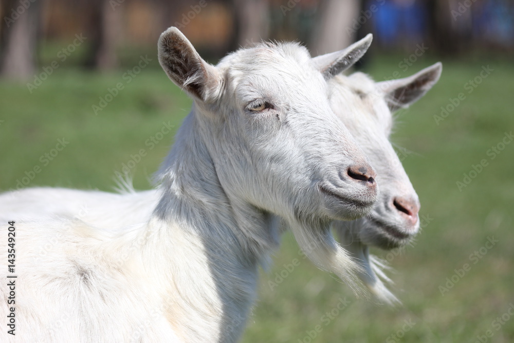 goats on pasture