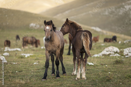 Two brown foals standing in a prairie photo