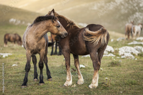 Two brown foals standing in a prairie