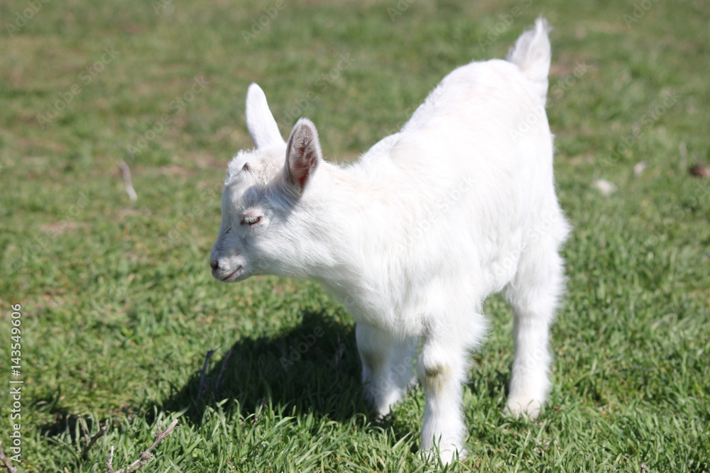 white goat walking a green meadow pasture white goat walking a green meadow pasture
