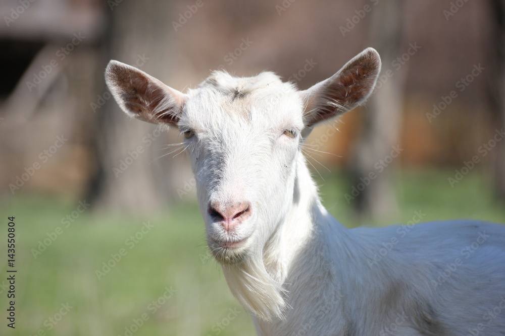white goat in a green meadow namascusa white goat in a green meadow namascusa