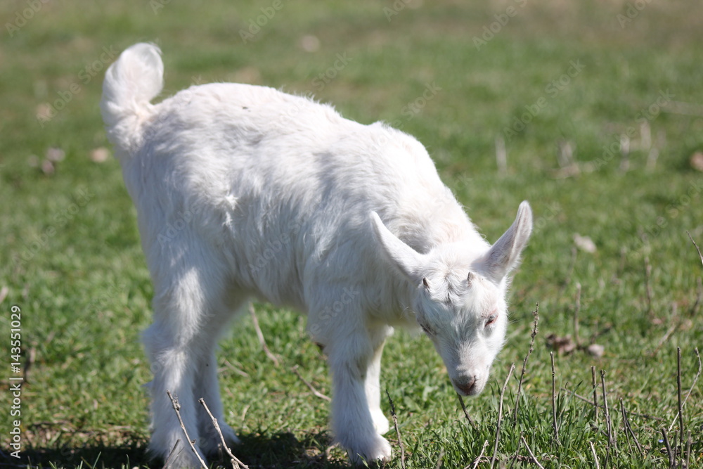 white goat walking a green meadow pasture white goat walking a green meadow pasture