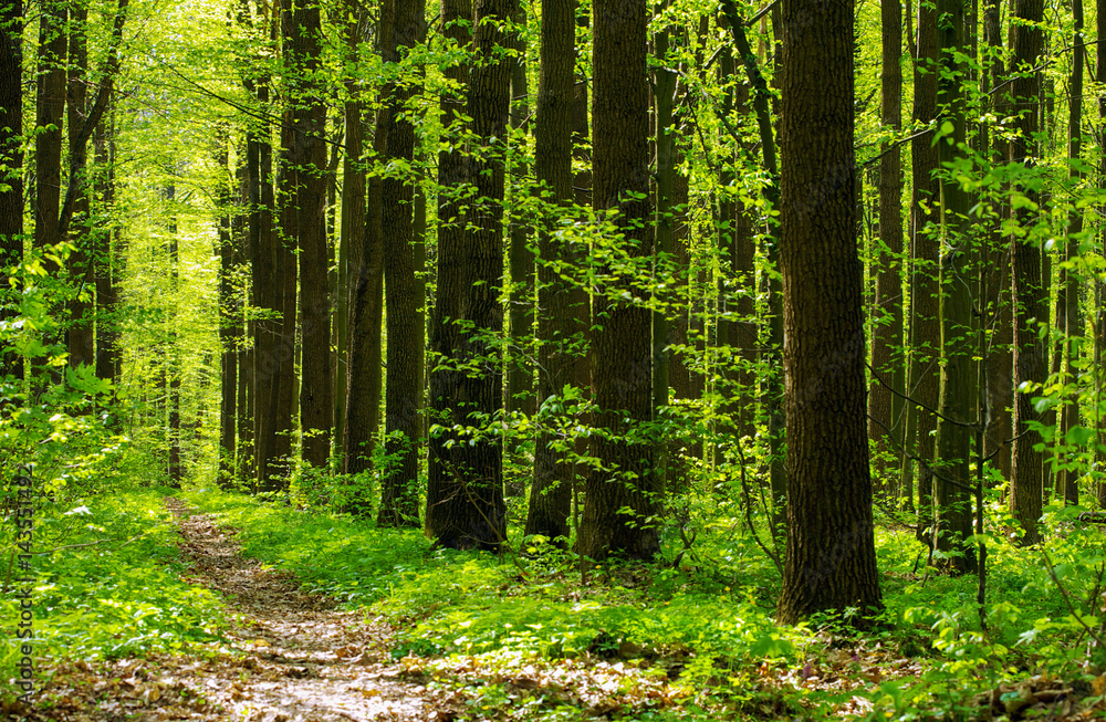 Fototapeta premium zielony las