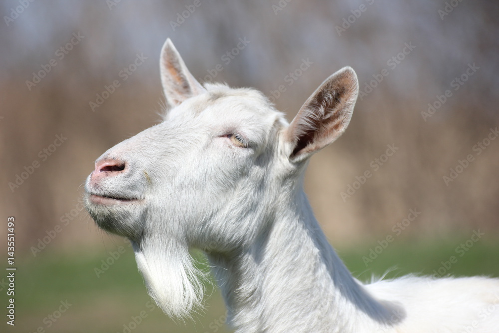 Fototapeta premium white goat in a green meadow namascusa