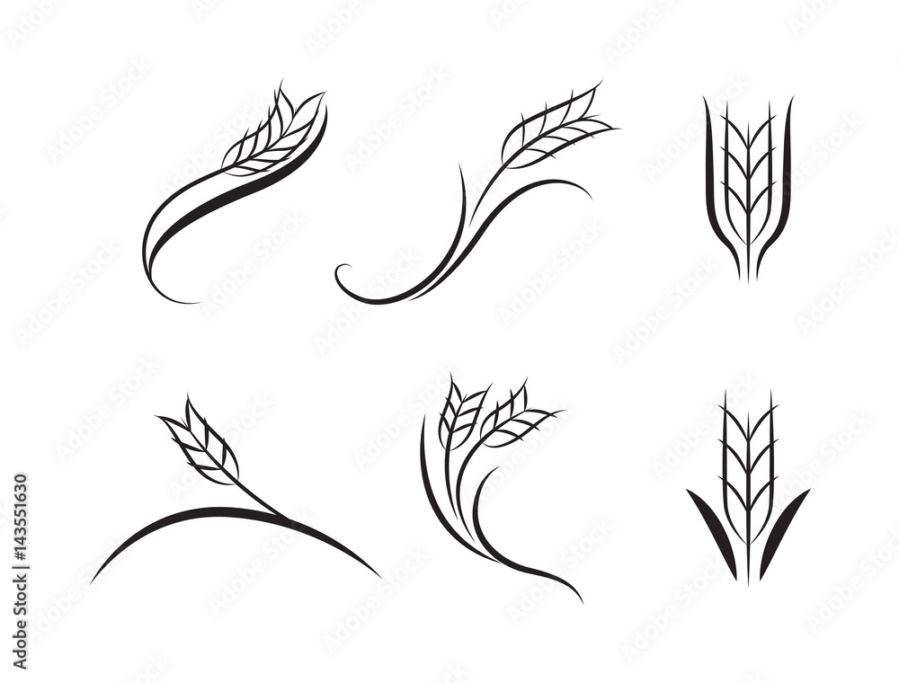 graphic wheat, vector