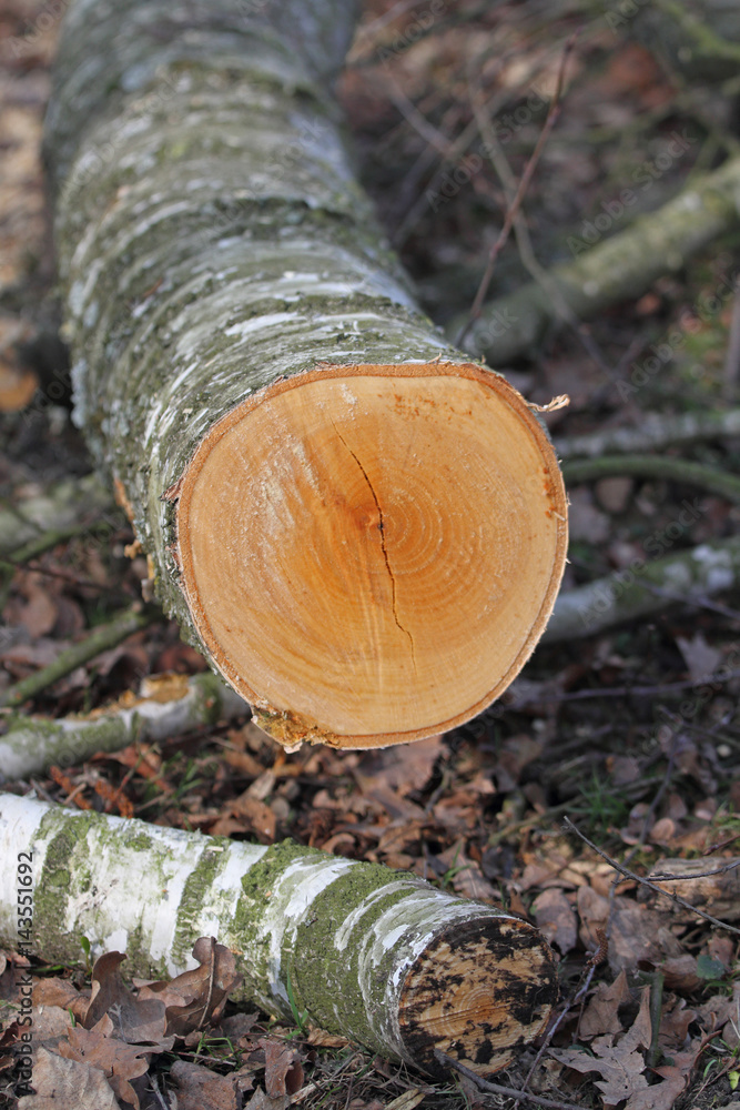 Fototapeta premium Brennholz