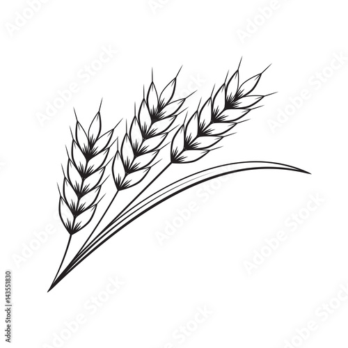 graphic wheat, vector