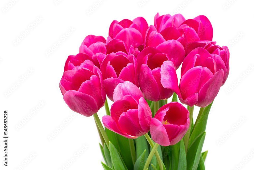Obraz premium tulips on white background, close up