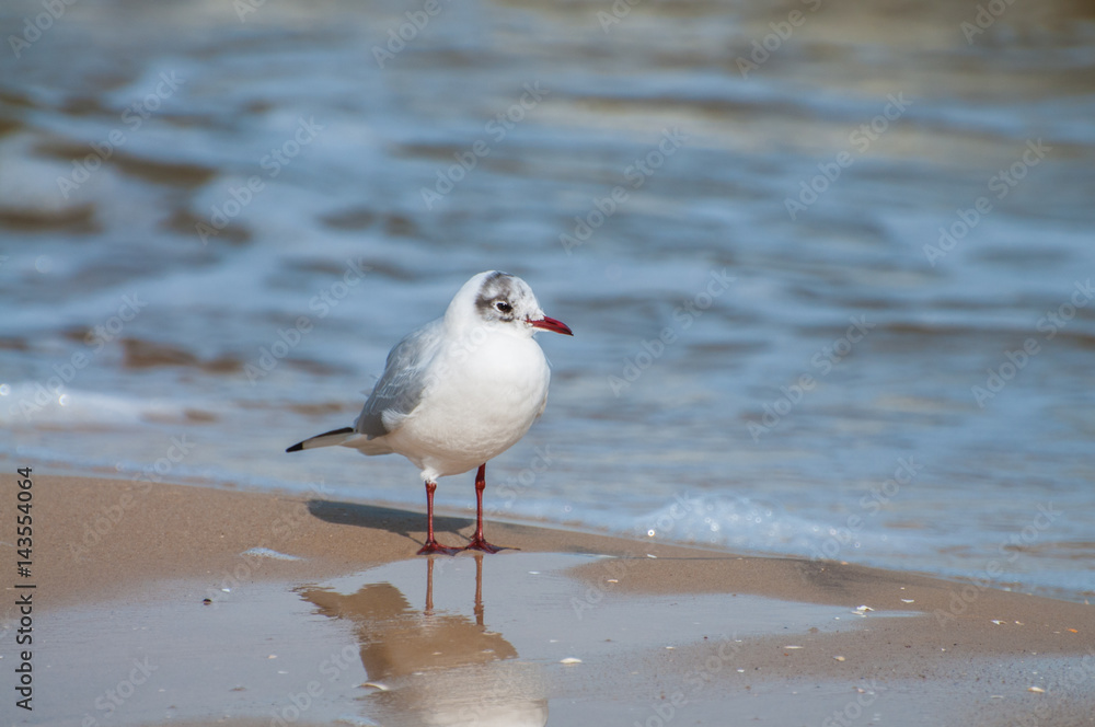 Möwe am Strand Möwe am Strand