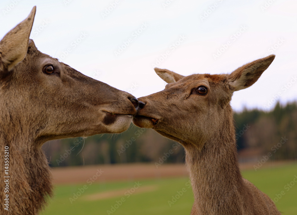 kiss, a couple of deers seems to be kissing one another