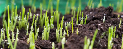 Obraz  z motywem  fresh oat sprouts with water drops, close up. Young sprouts of 