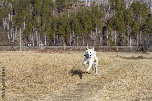A happy Japanese Akita Inu dog runs across the field with dried grass in the spring in a mountainous area on a railway and trees background.