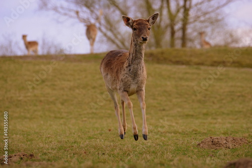 flying deer  young deer jumping over the meadow in springtime