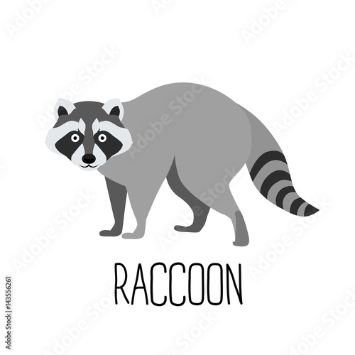 Cute raccoon cartoon vector illustration isolated