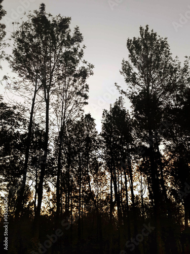 The trees.